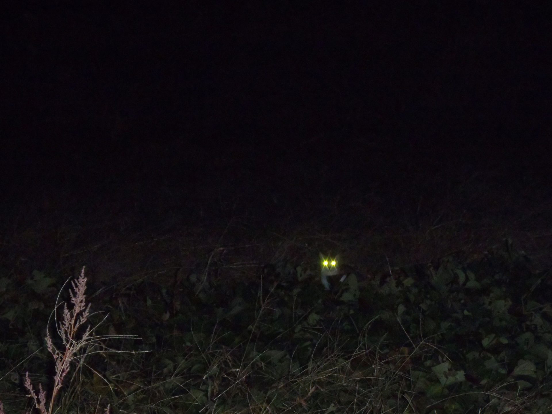 猫の日　にゃんにゃんにゃんのネコの日　230222